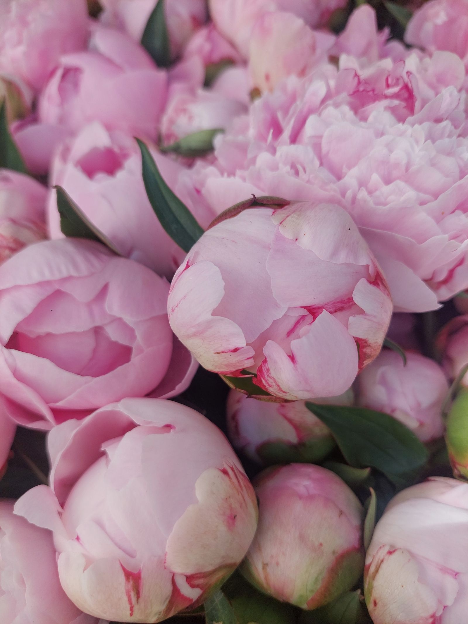 Blush peonies