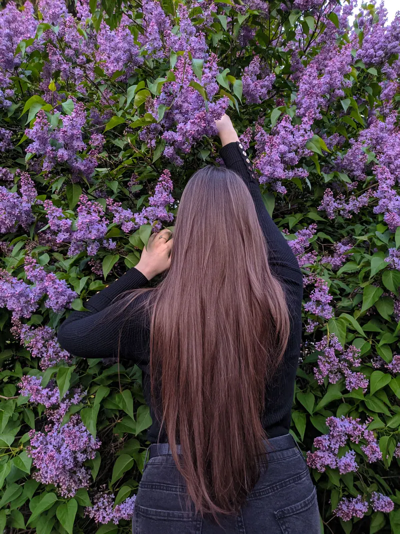 A woman with long hair reaches into a vibrant lilac bush in full bloom, evoking springtime beauty.