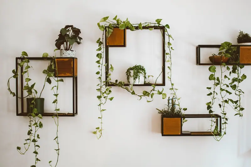 Elegant indoor plant display with hanging ivy and wooden shelves for stylish home decor.