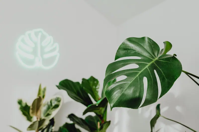 Vibrant green monstera leaves against a minimalist white wall with neon leaf light.